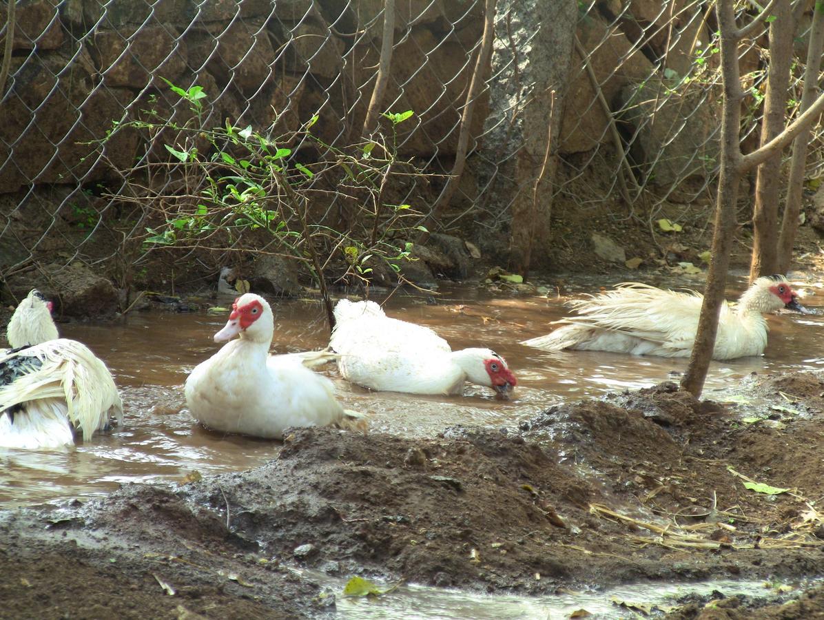 Holiyday In Vgf Farm House Dānishpet Екстериор снимка